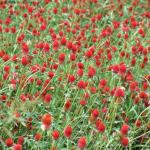 Globeamaranth flower